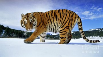 Иногда грешным делом подумаешь - пусть лучше уроды-двуногие  приматы вымрут, чем вот этот красавец: