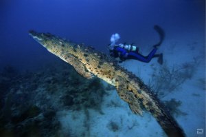 Вот кого кого, но крокодила не ожидаешь увидеть в море..