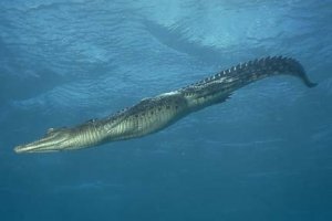 Вот кого кого, но крокодила не ожидаешь увидеть в море..