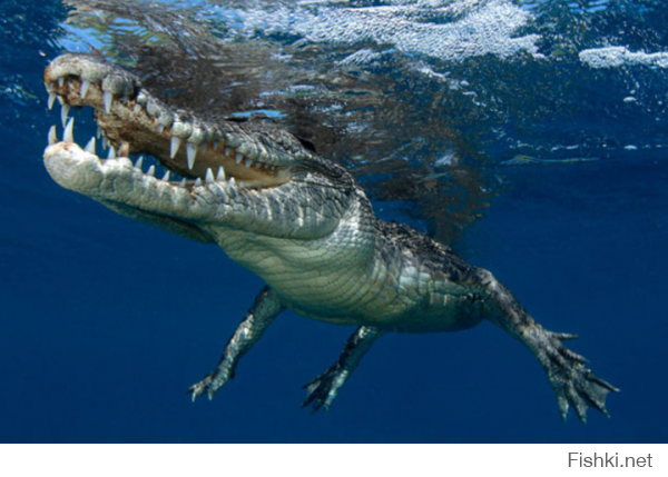 Вот кого кого, но крокодила не ожидаешь увидеть в море..
