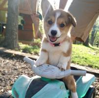 О СОБАКАХ ПОРОДЫ ВЕЛЬШ-КОРГИ-ПЕМБРОК