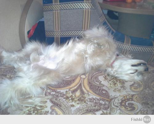 У нас, что кошка, что пес спят одинаково)))))