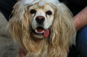 Звериные лица