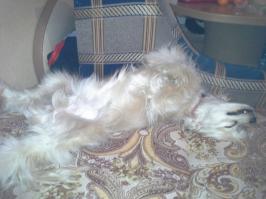 Наш тоже так спит