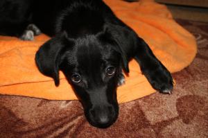 А это чудо выкинули из окна со второго этажа... побежала, принесла домой... собака ходить не могла, думала, что переломы, но Слава Богу оказался только ушиб сильный. В течение трех дней нашла новых хозяев... Теперь моя Бусинка (так я ее назвала за глазки) здоровая такая лошадка Берта))) Счастлива в новой семье...