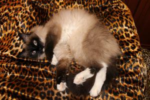 Мои кошки - все найденыши...
1. Багира (нашли котенком)
2. Копейка (притащила беременную на 8-е марта)
3. Фрося (смотрели с братом на даче ЧМ по футболу 2010 на даче, а она пришла беременная... и маме на ДР 11 июля родила прекрасных котят... мама в итоге себе ее забрала)