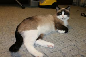 Мои кошки - все найденыши...
1. Багира (нашли котенком)
2. Копейка (притащила беременную на 8-е марта)
3. Фрося (смотрели с братом на даче ЧМ по футболу 2010 на даче, а она пришла беременная... и маме на ДР 11 июля родила прекрасных котят... мама в итоге себе ее забрала)