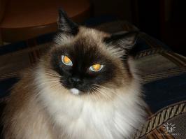 Багирка наша