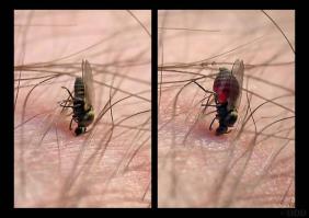 Комары - это, конечно, неприятно... НО Вот мошка - этот полный пипец... Она мелкая, лезет в глаза, уши в волосы и грызет... в августе очень мелкая появляется, но кусается как собака))))