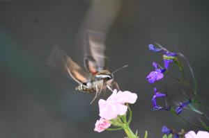 У нас, на севере Ханты-Мансийского автономного округа тоже такие есть (или их разновидность)