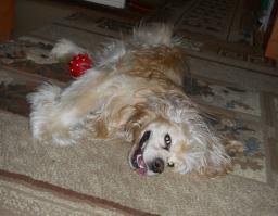 Собакен наш по-проще)))))