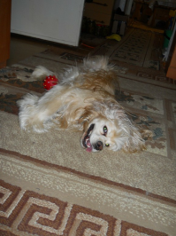 31 улыбка от зверушек, которые сделали нас счастливее в 2014 году