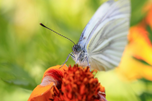 Макромир в фотографиях Василия Меньшова