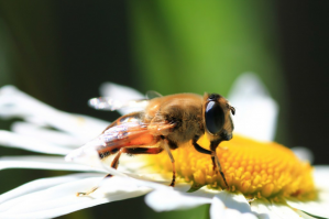 Макромир в фотографиях Василия Меньшова