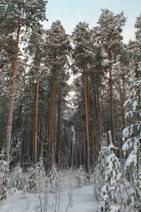 Причем в любое время года...