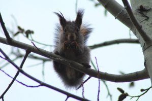 Какой милаха))), у меня фотографии со зверушками по-меньше)))