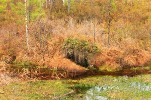 Причем в любое время года...