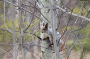Какой милаха))), у меня фотографии со зверушками по-меньше)))