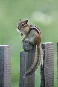 Какой милаха))), у меня фотографии со зверушками по-меньше)))