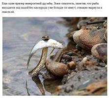 Уж спасает рыбку 