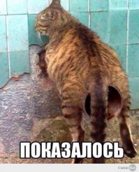 37 котов, которые запомнились нам в 2014 году