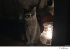 кот всех котов!