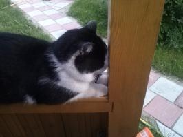 соседский котик пришел поспать :)