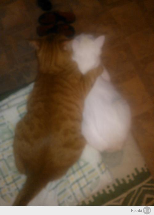 а вот и мои зайцы обнимайцы)))) Рыжий кот,а белая коша