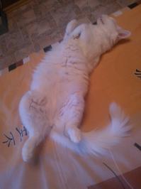 а вот у меня дома живет кошка, домашняя, белая,красивая....но поведение как у бойцовой собаки какой-то! гоняет и кусает всех,кого хочет: родителей моих, гостей, меня (под настроение)... когти как у Крюгера, характер адский! только когда спит можно умиляться и думать "ой, какая мимимишечка белая"  на фото она собственно и есть!