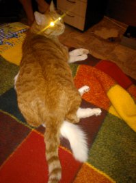 вот))) котяра рыжий весит на 2 кг больше белой кошки.....улегся)))