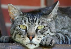 Котят оставили умирать в коробке,но мир не без добрых людей