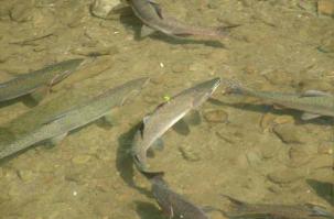 Живу на Сахалине, сейчас пошла горбуша, ловлю и ем. Посолил 7 хвостов. Если не хочется ловить самому, то покупать нужно у рыбаков, а не супермаркете.