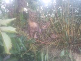 Сфотал наших хозяев двора :)