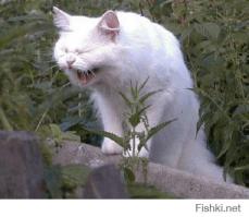 Правила жизни настоящего котэ