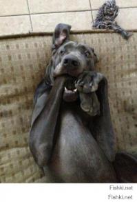 Как в Охотском море спасли собаку 