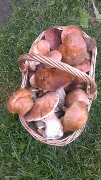 А вот мой вчерашний уловчик!