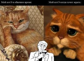 Повадки, которые роднят вашу кошку с тиграми и львами