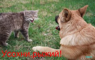 Как заткнуть собаку?