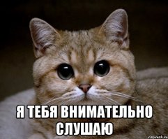50 поразительных фактов о котиках