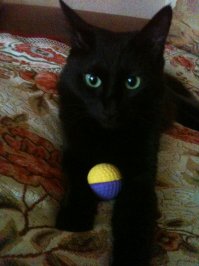 А вот наша Багира