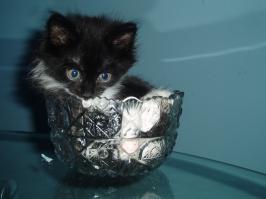 60 чашек, полных умиления