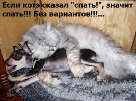 Смешные картинки с подписями 