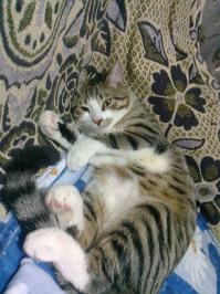 Любительские фото кошек и собак