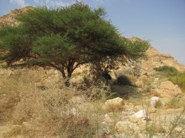 Все фото пустыня Арава.