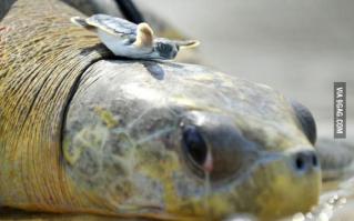 Усталый папа черепах.