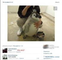 Смешные комментарии из социальных сетей 18.03.15