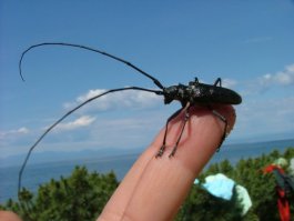 а как же это?:)