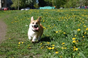 Они шикарны =) Мой часами за мячиком готов носиться