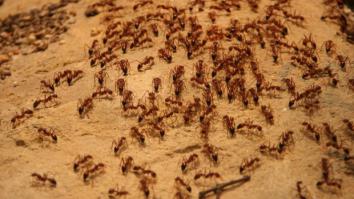 Кадры из общественных бассейнов Китая взорвали Интернет