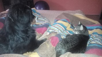 Даже когда ведет сговор с котом,чтобы выживать вас из спальни )))